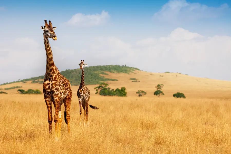 Kenya
