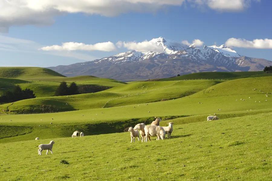 New Zealand