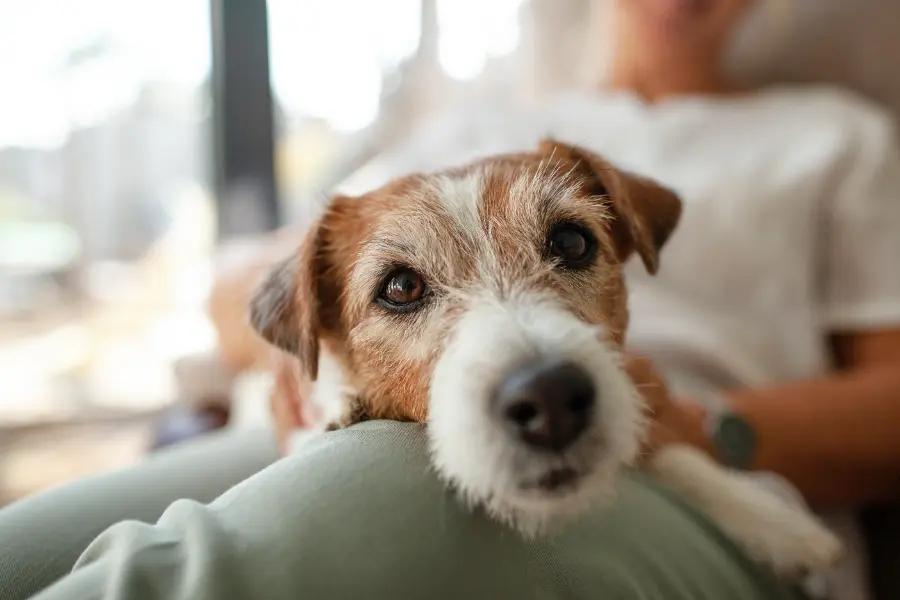 You can’t bring your pets to retirement communities