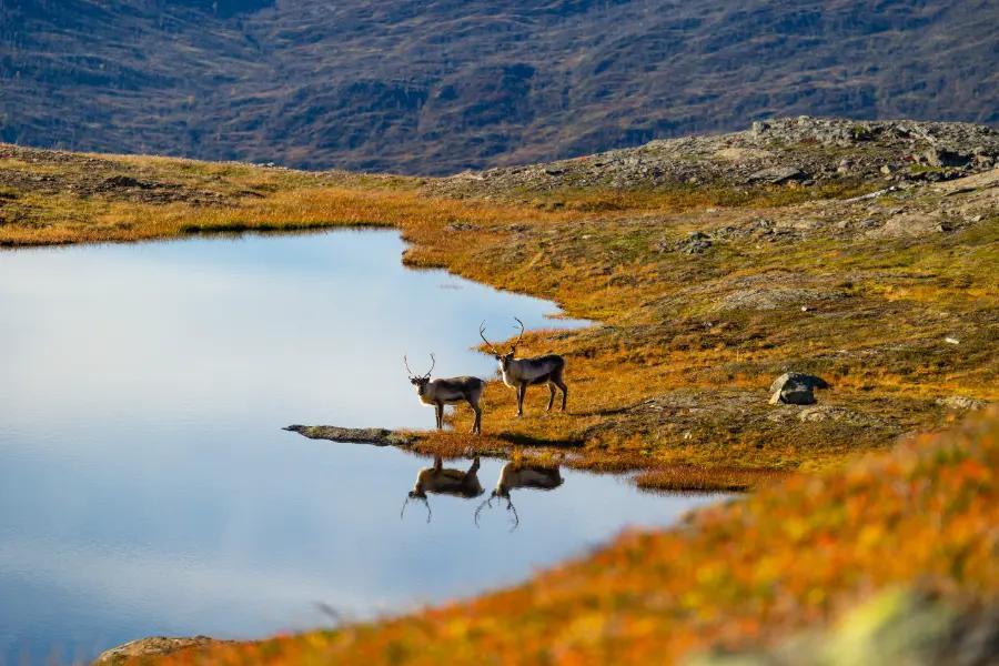 You might spot whales, sea eagles, and reindeer