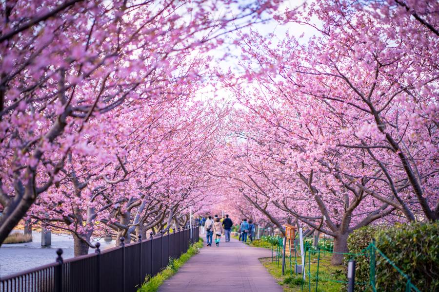 Kawazu, Shizuoka