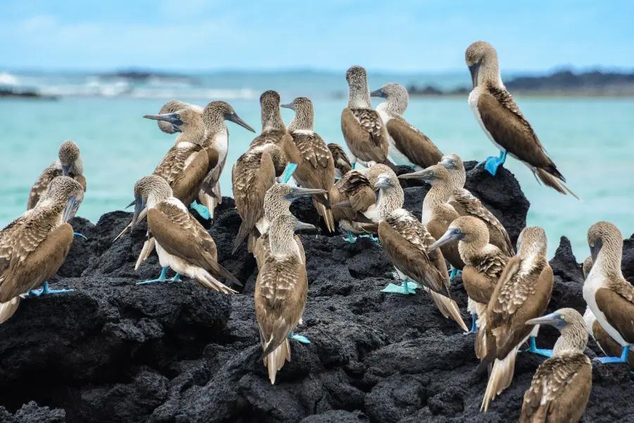 The Galápagos Islands