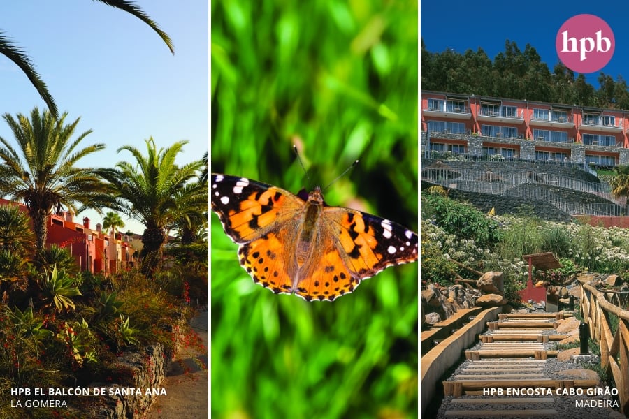 La Gomera and Madeira – Paint Lady migration