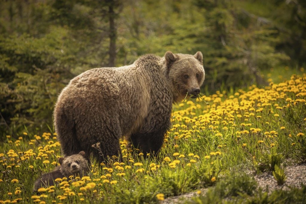 Bear in Jasper National Park in Canada. Alberta, Canada.