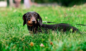 The Puzzle of the Disappearing Dachshund