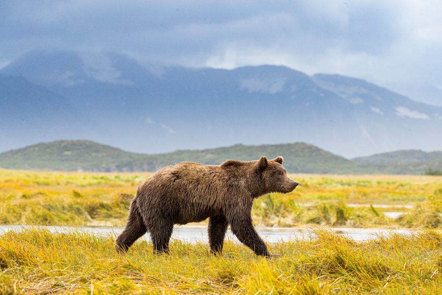 Wildlife spotting
