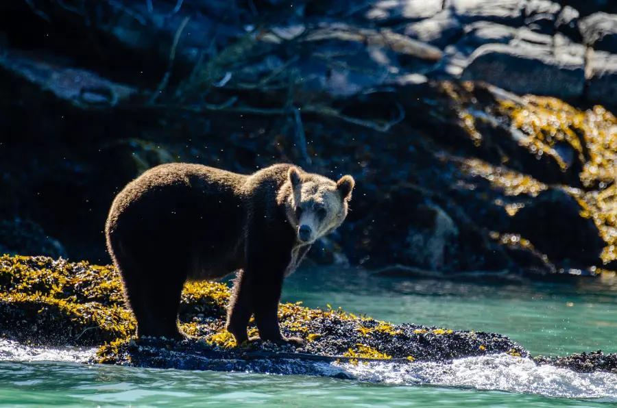 Spot grizzly bears, bald eagles, and migrating whales