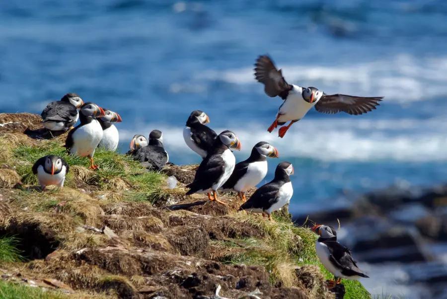Watch whales and seabirds along the coast
