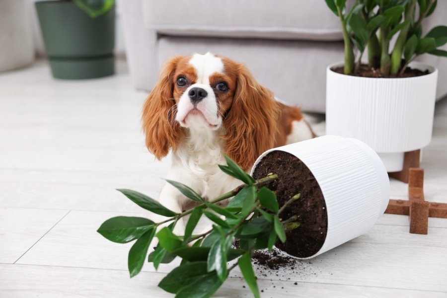 How else can I keep my plants and pets safe