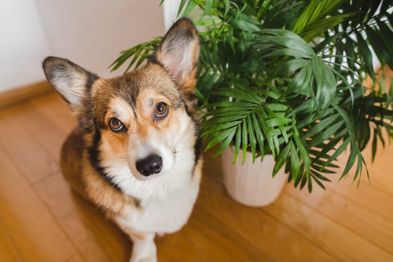 Pet-safe plants – the best houseplants for homes with cats and dogs
