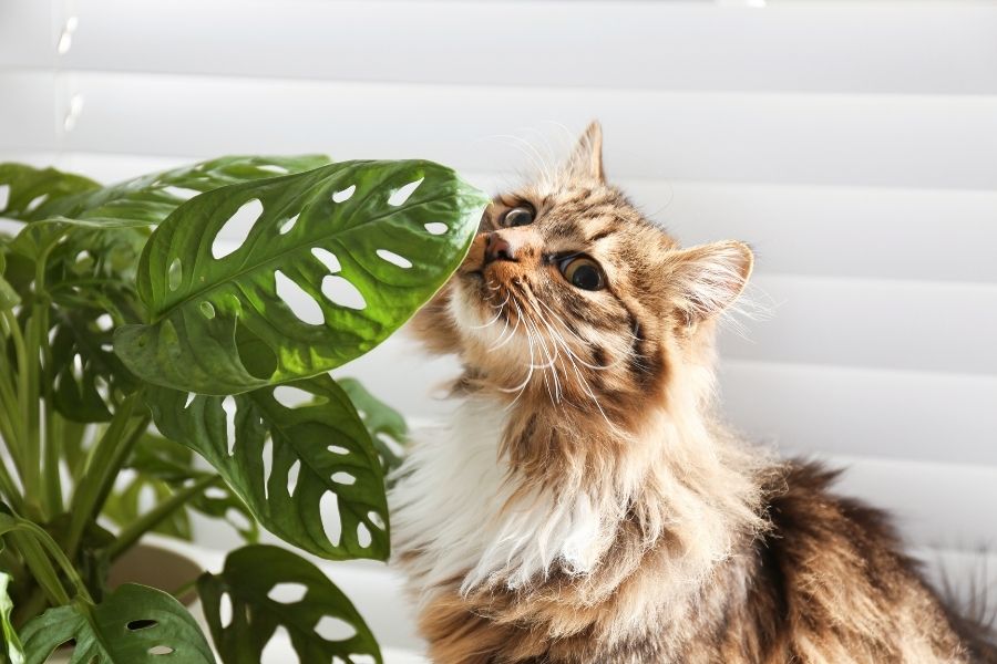 What are the benefits of houseplants for pets