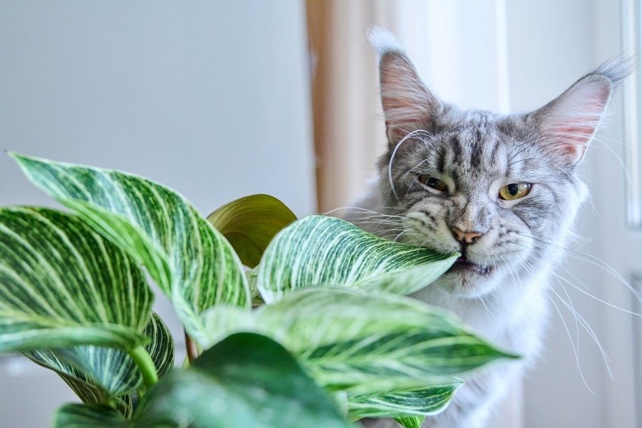 What are the safest houseplants for pets