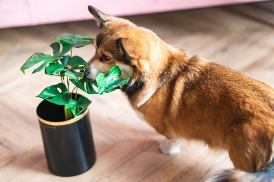 What houseplants should you avoid