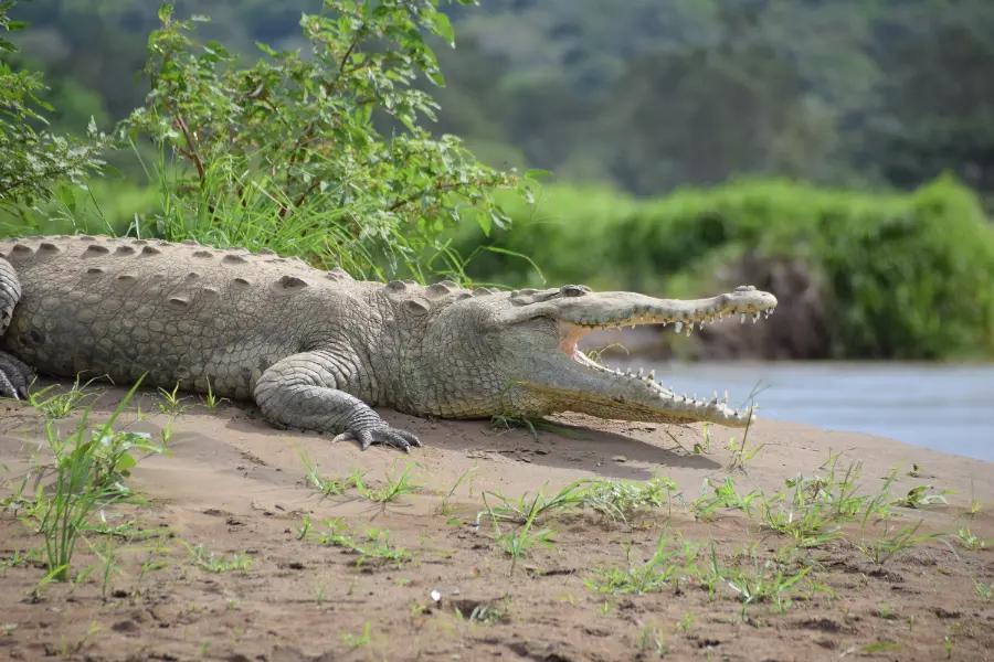 Go on a crocodile safari in Costa Rica