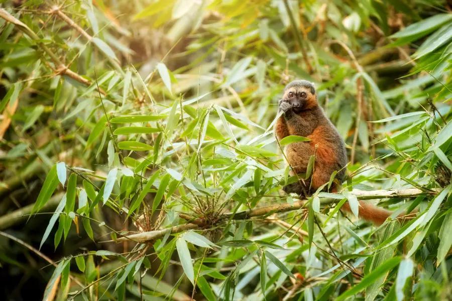 Look for rare lemurs in the Madagascan jungle