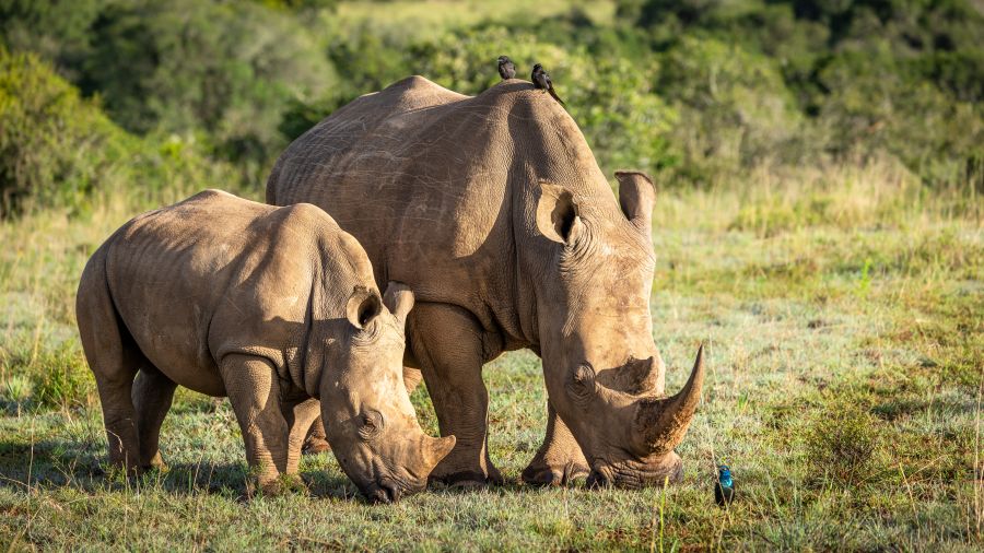 Monitor rhinos in South Africa