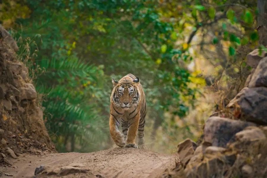 See tigers in India