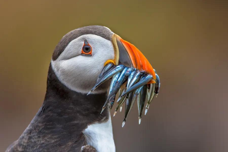 Spot beautiful birdlife