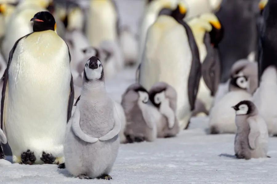 Spot whales, seals, and fluffy penguin chicks in Antarctica