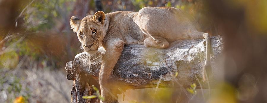 The nature and wildlife traveller