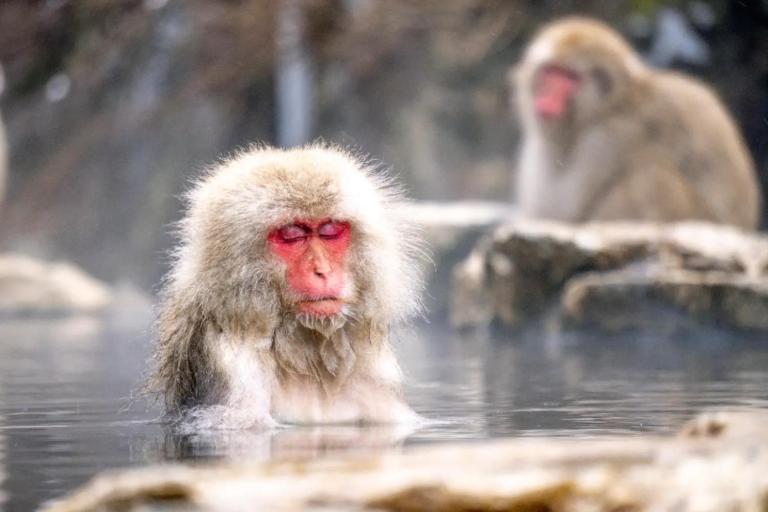 8 Hidden Wildlife Experiences That Deserve More Recognition