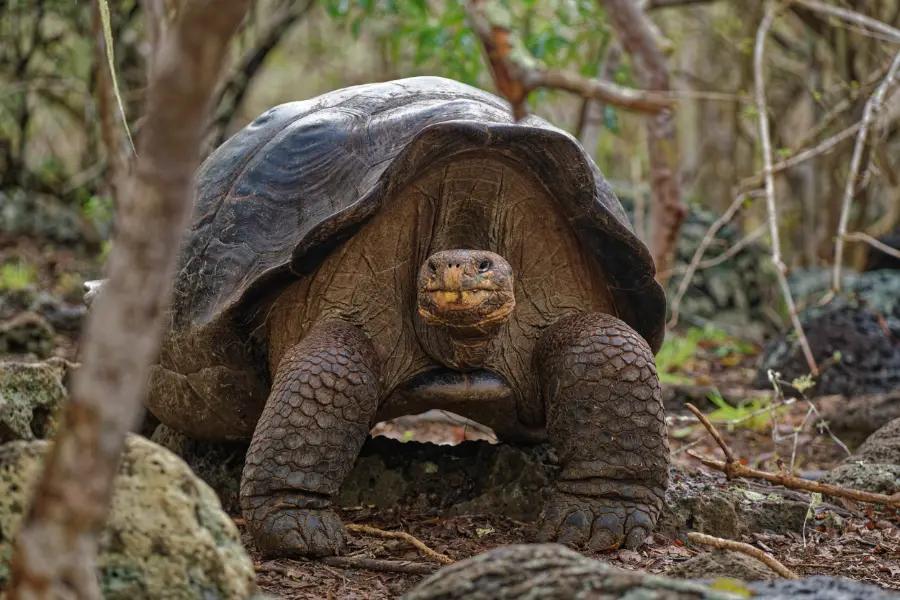 Walk amongst giant tortoises on the Galápagos Islands
