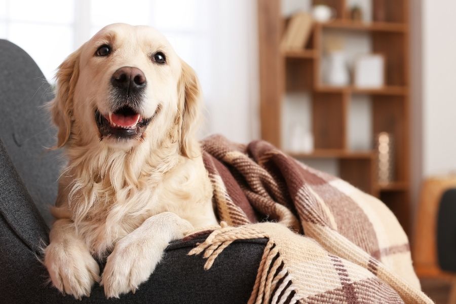 Are pets allowed?