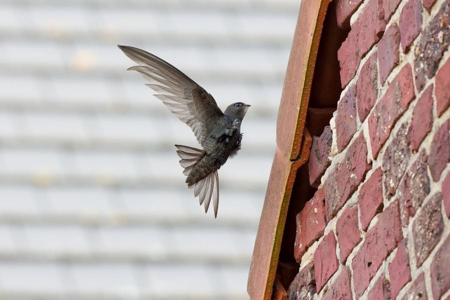 Scotland has committed to building brick homes for birds