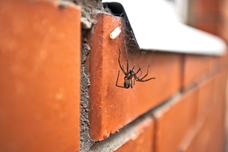 7 ways to spider-proof your home