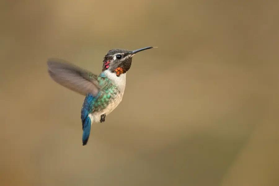 The bee hummingbird