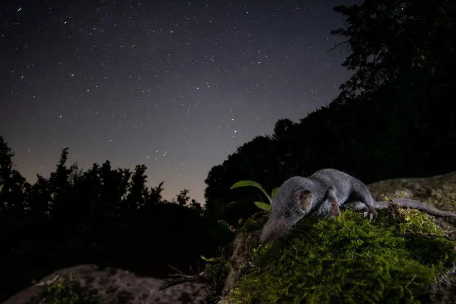 The Etruscan shrew