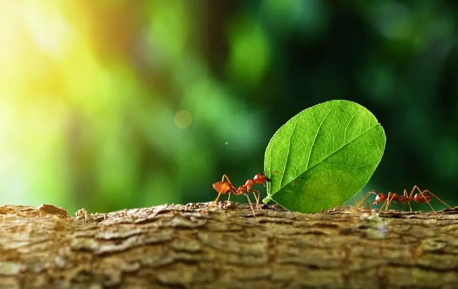 The leafcutter ant
