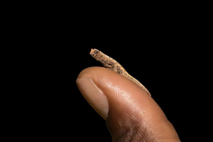 The nano-chameleon