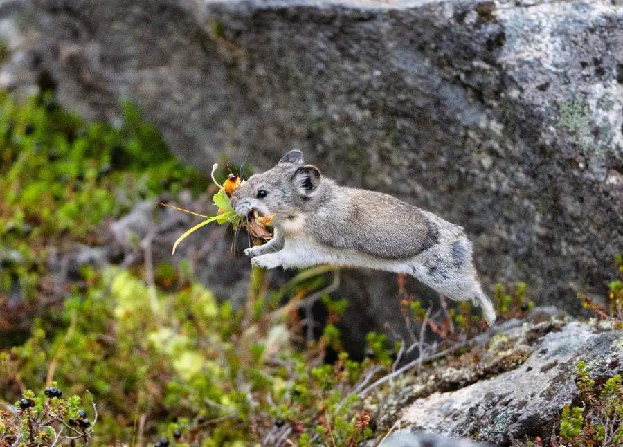 The pika