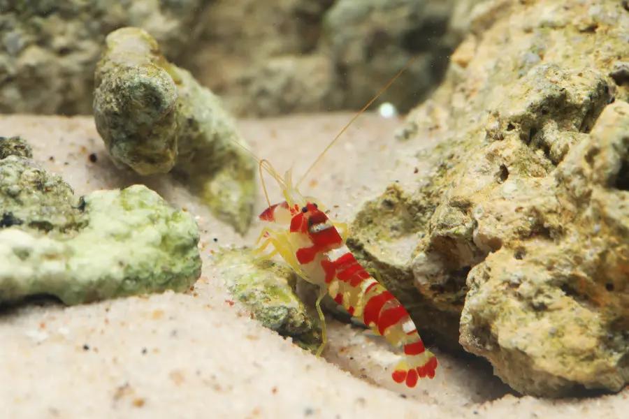 The pistol shrimp