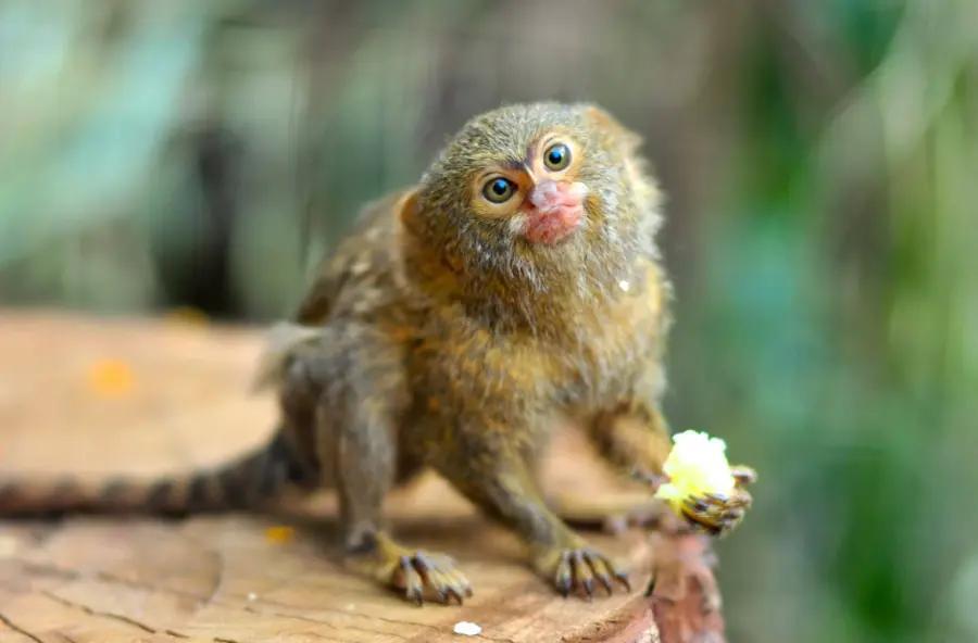 The pygmy marmoset