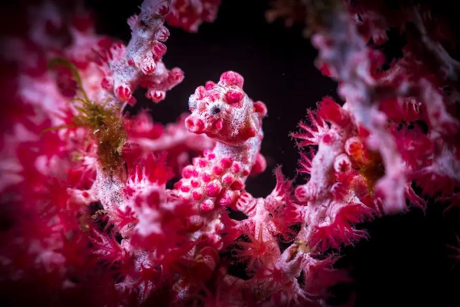 The pygmy seahorse