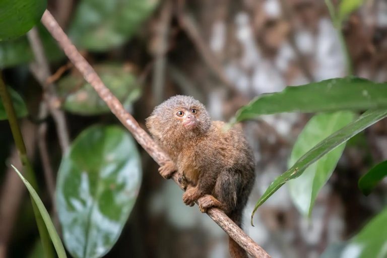 10 tiny animals with fascinating lives