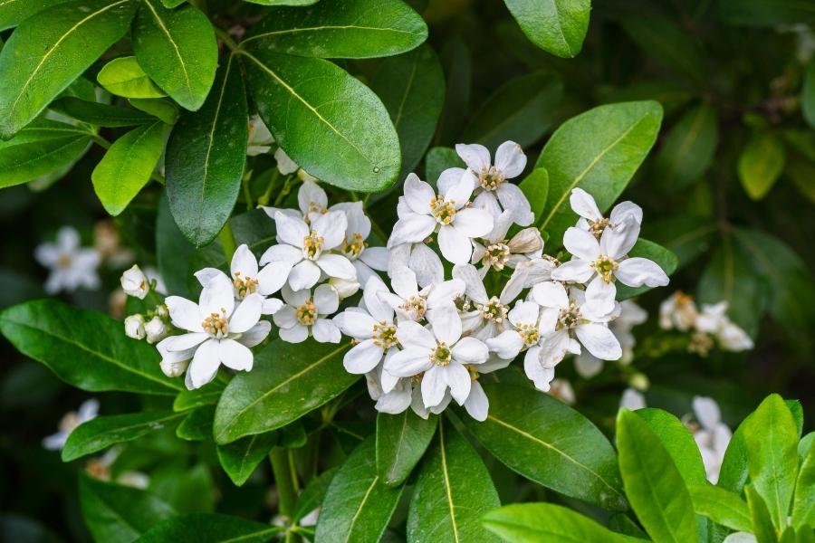 Choisya Mexican Orange Blossom