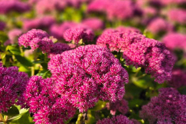 8 garden plants that do the hard work so you don't have to