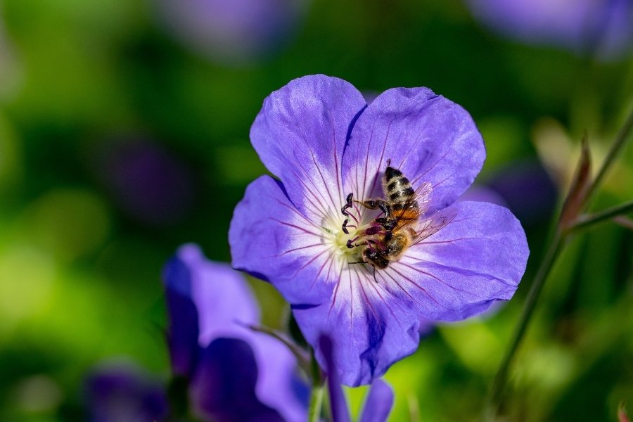 Hardy Geranium 'Rozanne'