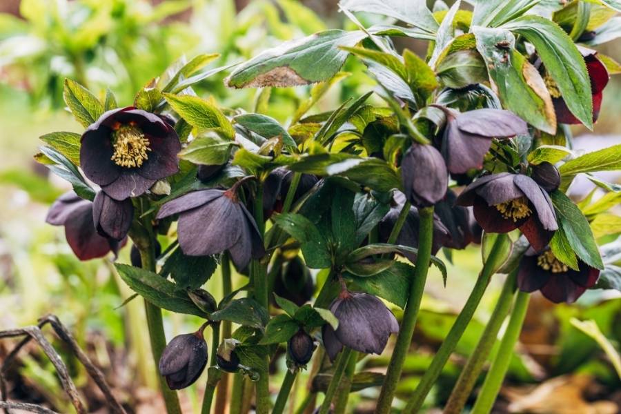 Hellebore (Helleborus orientalis)