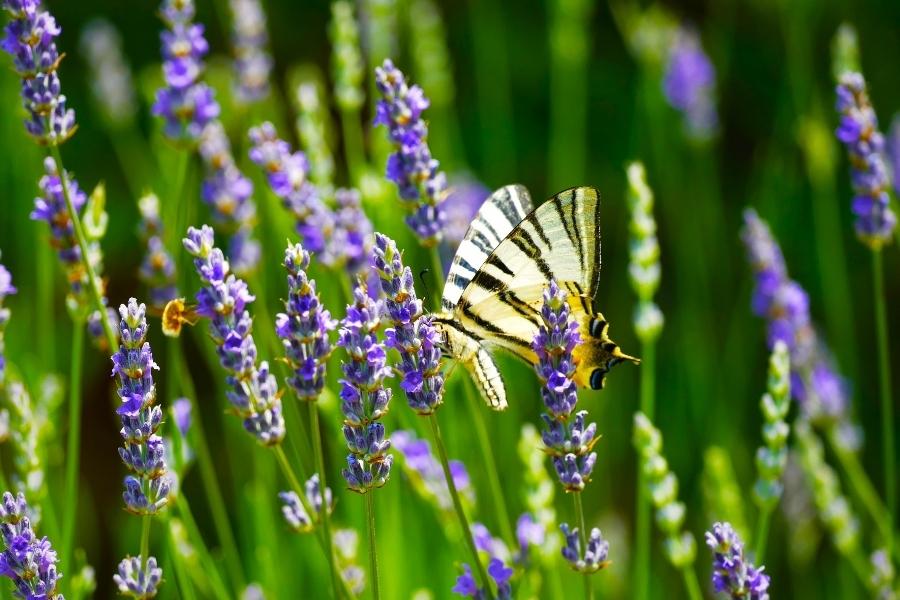 Lavender