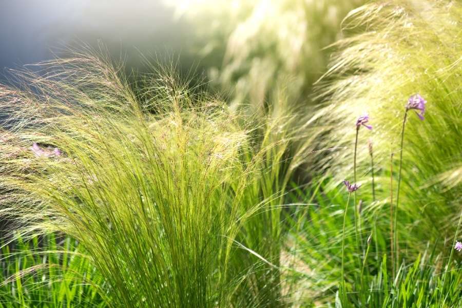 Ornamental Grasses (Miscanthus or Stipa)
