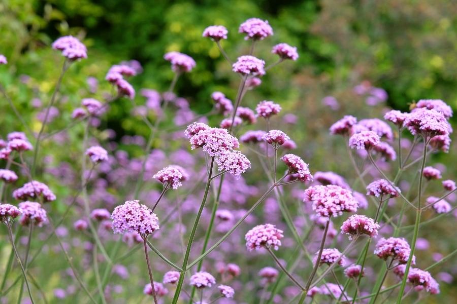 Verbena bonariensis