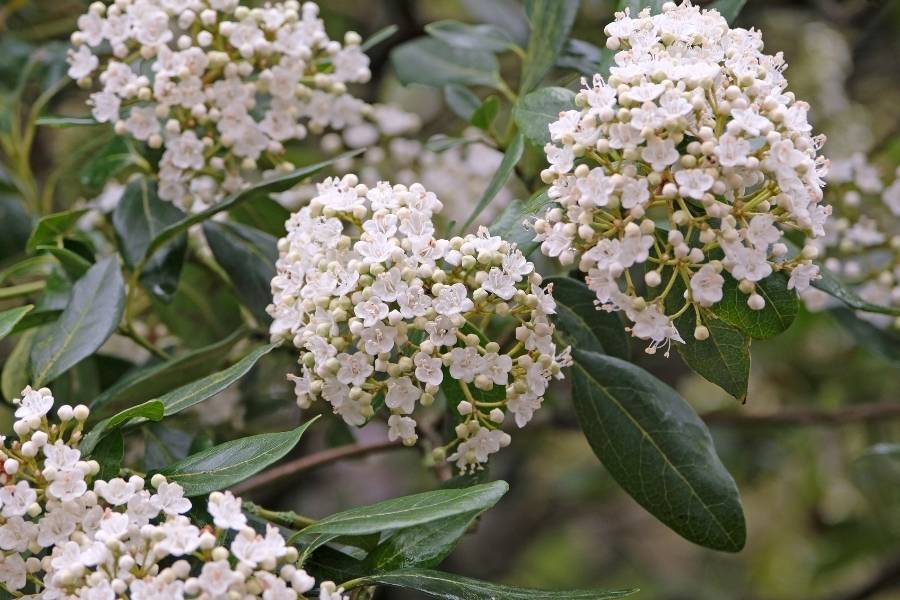 Viburnum tinus
