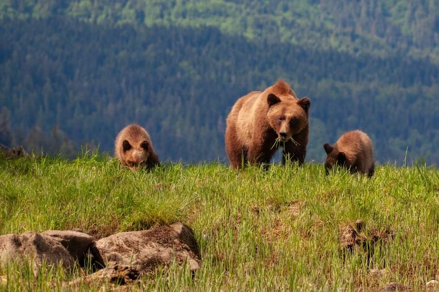 Wildlife encounters from your window