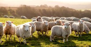 History and Farm Life