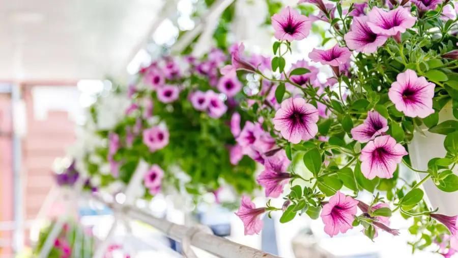 4 tips to stop hanging baskets drying out