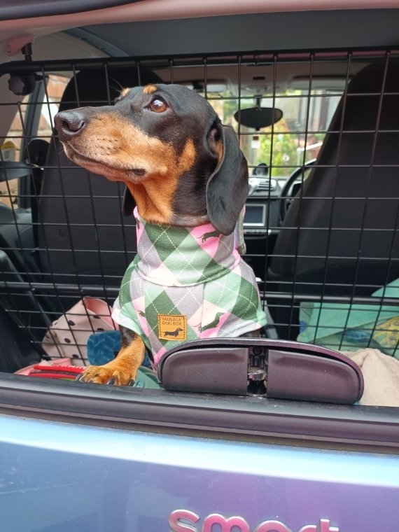 Dachshund in Fleece Sitting in a Car